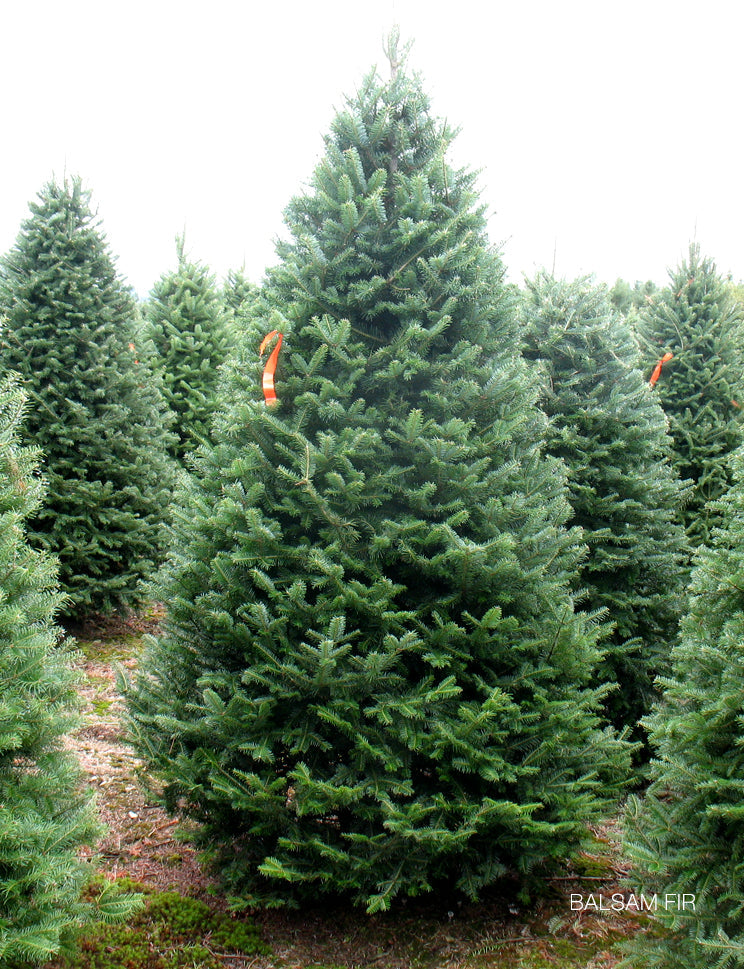 Fresh 5 - 6 ft Fresh-Cut Premium-Grade Fraser Fir Christmas Tree